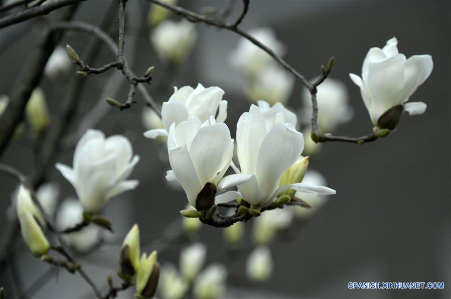 Las flores en la primavera