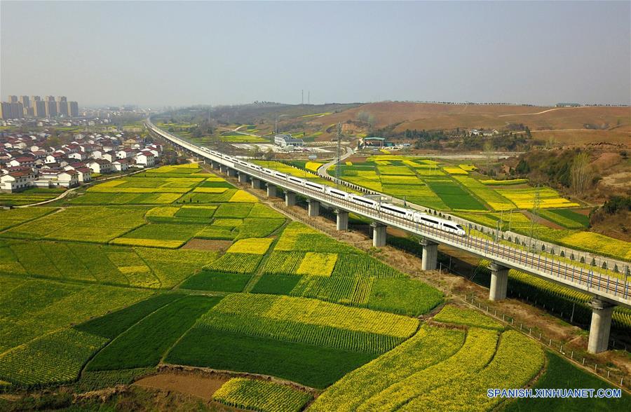 Tren bala corre a través de campos de flores de colza