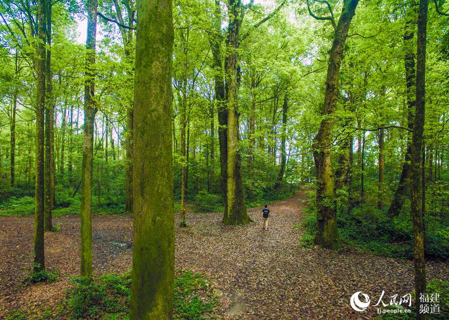 Un bosque en Nanping. (Foto: Huang Hai)