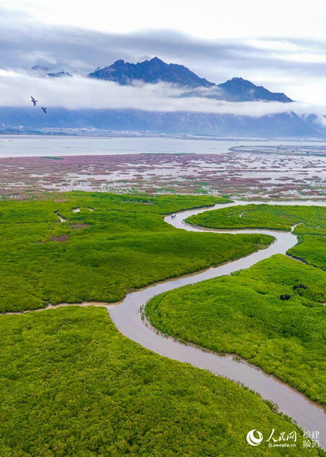 Reserva Natural Nacional de Manglares Zhangjiangkou. (Foto: Huang Hai)