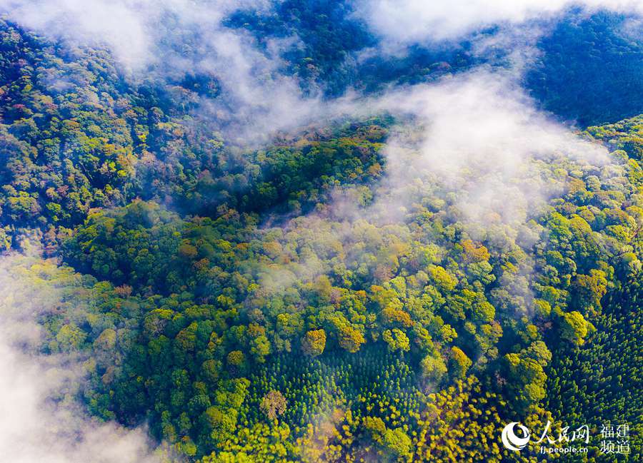 Reserva natural Jianou Wanmulin. (Foto: Huang Hai)