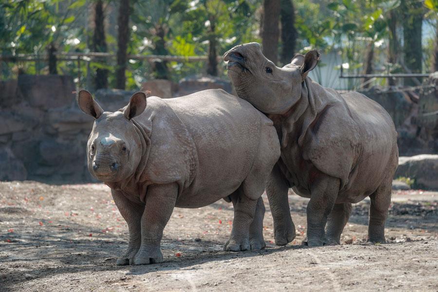 Un par de rinocerontes asiáticos en peligro de extinción, regalados a Shanghai por Nepal, se presentan oficialmente al público el 23 de marzo en el Parque de la Fauna Salvaje de Shanghai, situado en la Nueva área de Pudong. (Foto: proporcionada a chinadaily.com.cn)