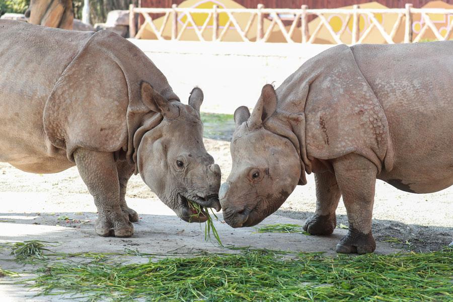 Un par de rinocerontes asiáticos en peligro de extinción, regalados a Shanghai por Nepal, se presentan oficialmente al público el 23 de marzo en el Parque de la Fauna Salvaje de Shanghai, situado en la Nueva área de Pudong. (Foto: proporcionada a chinadaily.com.cn)