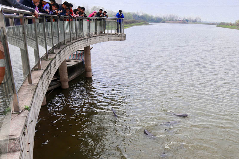 Los turistas observan a un grupo de marsopas sin aletas del Yangtze mientras un criador alimenta a los animales en Tongling, provincia de Anhui, el 25 de marzo de 2019. Once de las especies en peligro de extinción viven en el agua natural cercada entre las dos islas en el río Yangtze. [Foto por Zhu Lixin / chinadaily.com.cn]