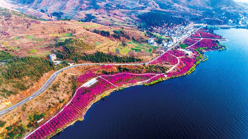 Cerezos en plena floración embellecen el Parque del Lago Fuxian, en Chengjiang, provincia de Yunnan, marzo del 2019. [Foto: proporcionada a chinadaily.com.cn]