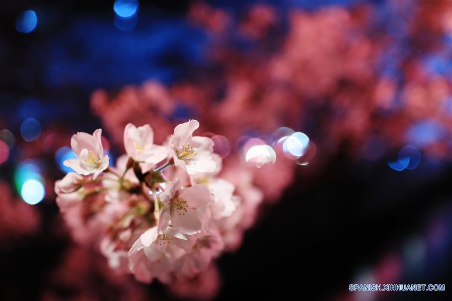 Cerezos en flor en Tokio, Japón