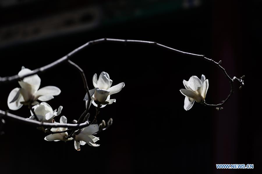 En fotos: flores de magnolia en el Museo de Palacio de Shenyang