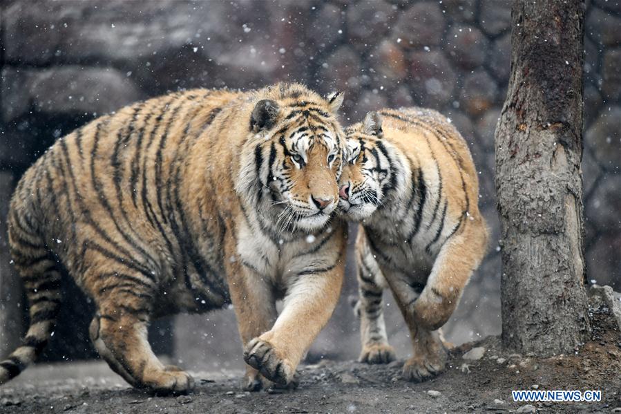 En fotos: los tigres siberianos de Hailin en Heilongjiang 