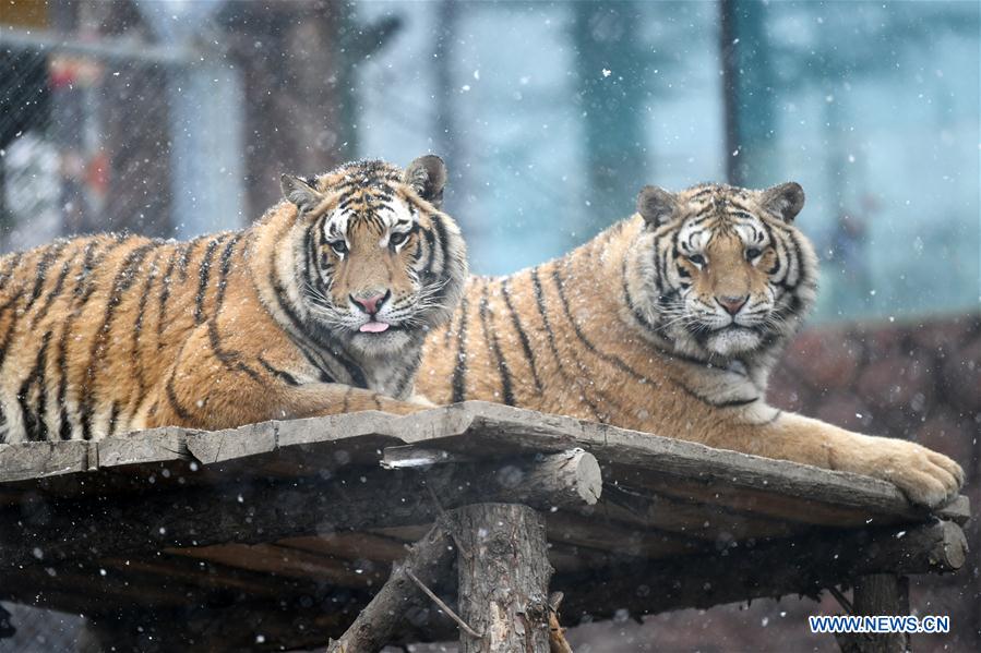 En fotos: los tigres siberianos de Hailin en Heilongjiang 