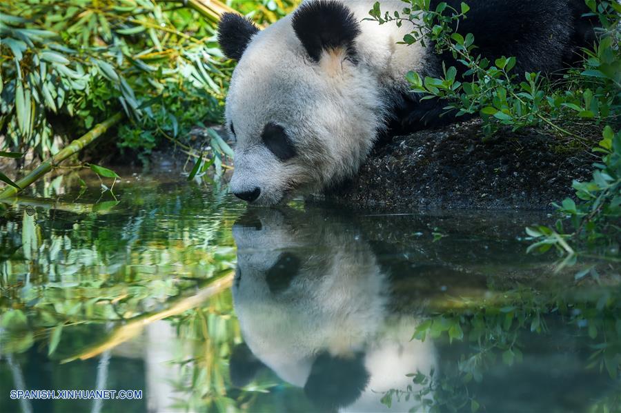 Vida feliz de panda gigante Yang Yang en Zoológico de Schonbrunn en Viena, Austria