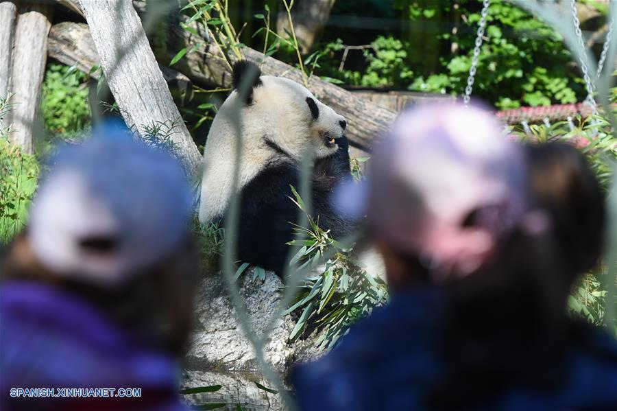 Vida feliz de panda gigante Yang Yang en Zoológico de Schonbrunn en Viena, Austria