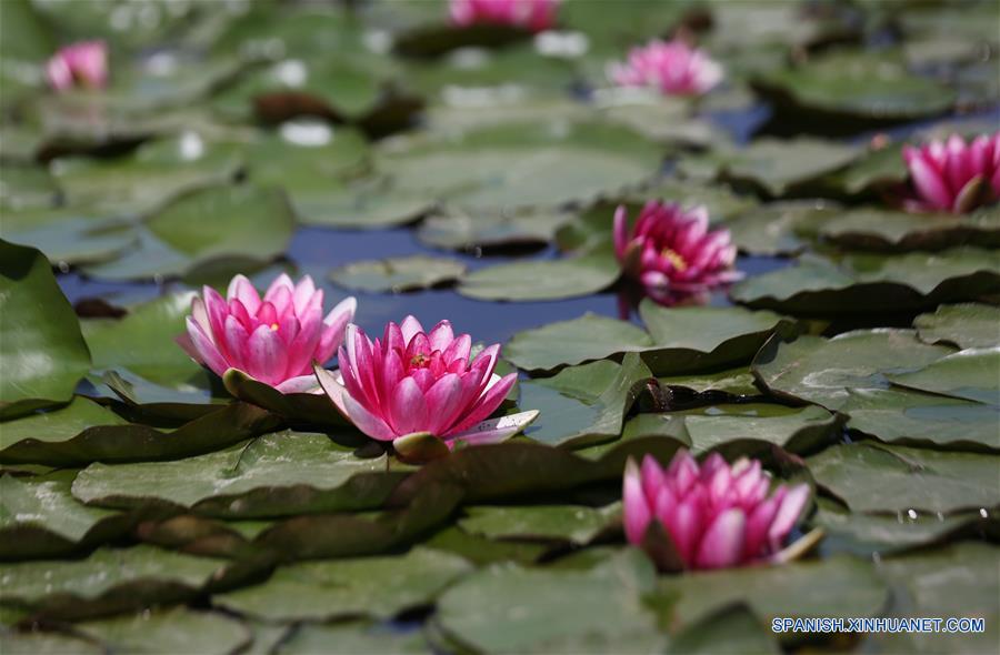 Flores de nenúfar en Shandong