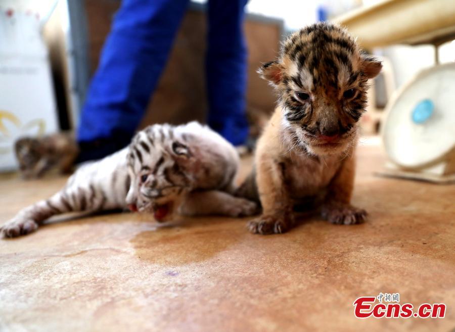 Nacen cuatro cachorros de tigre en Shandong