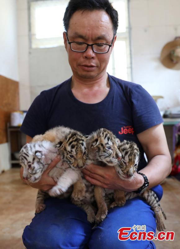 Nacen cuatro cachorros de tigre en Shandong