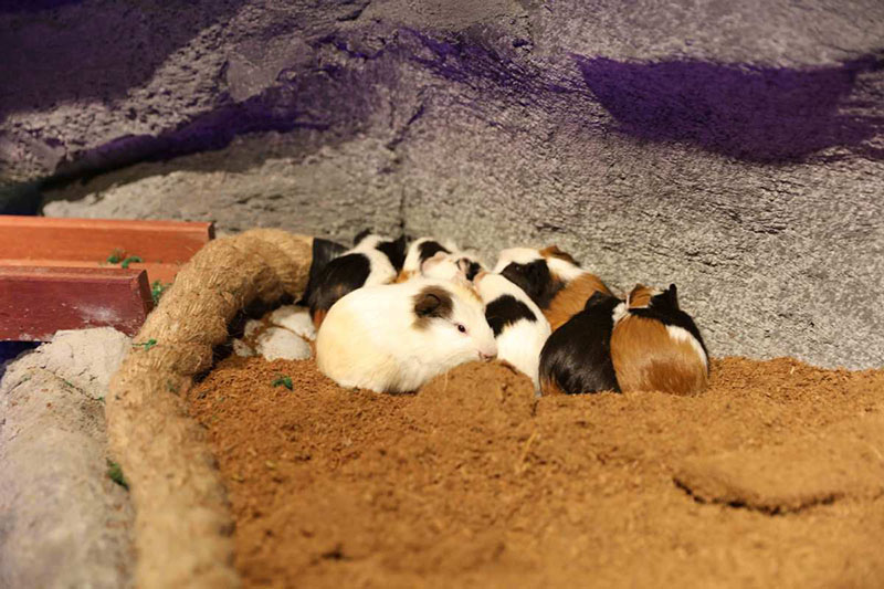 Zoolung Zoolung, el primer parque temático cubierto para animales ubicado en el centro de Shanghai, se inauguró oficialmente en un centro comercial en la Nueva área de Pudong en Shanghai. [Foto provista a chinadaily.com.cn]