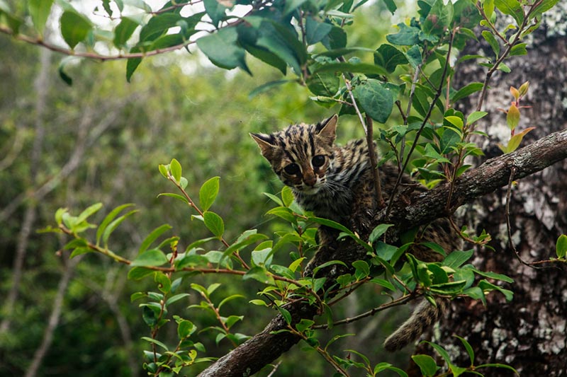 Un gato leopardo en el Zoológico del Bosque Puer Taiyanghe en la provincia de Yunnan. [Foto: proporcionada a chinadaily.com.cn]