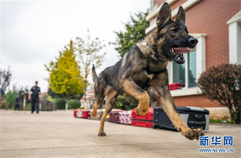 El primer perro policía clonado de China, un perro lobo Kunming de 8 meses de edad llamado Kunxun, participa en la evaluación de perros de la policía el 22 de agosto de 2019. [Foto: Xinhua]