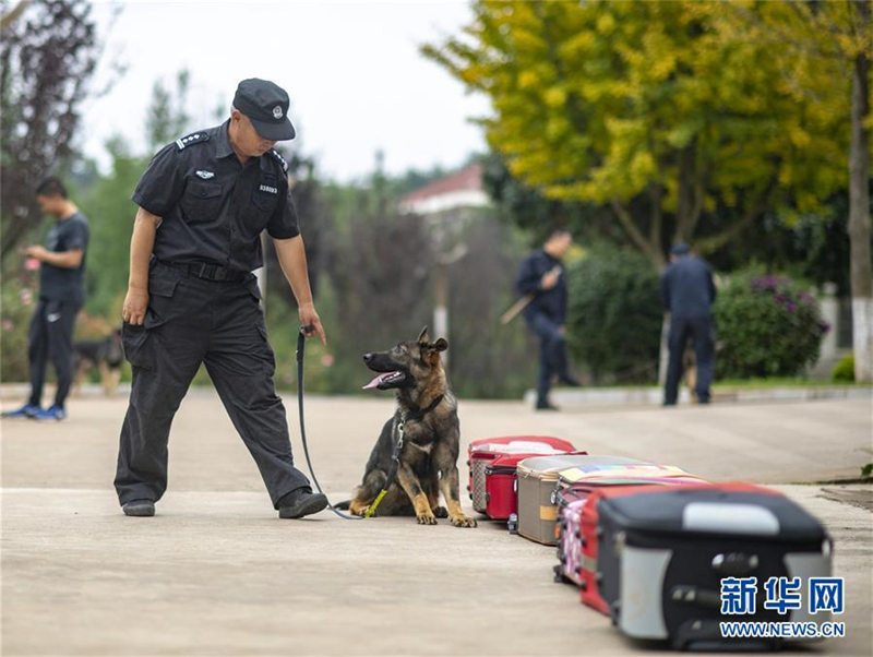 El primer perro policía clonado de China, un perro lobo Kunming de 8 meses de edad llamado Kunxun, participa en la evaluación de perros de la policía el 22 de agosto de 2019. [Foto: Xinhua]