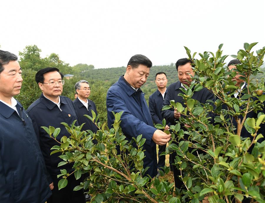 El presidente chino, Xi Jinping, también secretario general del Comité Central del Partido Comunista de China y presidente de la Comisión Militar Central, visita una plantación de té, en el distrito Guangshan, en la provincia central china de Henan, el 17 de septiembre de 2019. Xi inspeccionó el martes el trabajo de alivio de la pobreza durante su gira a Guangshan, en Henan. (Xinhua/Xie Huanchi)