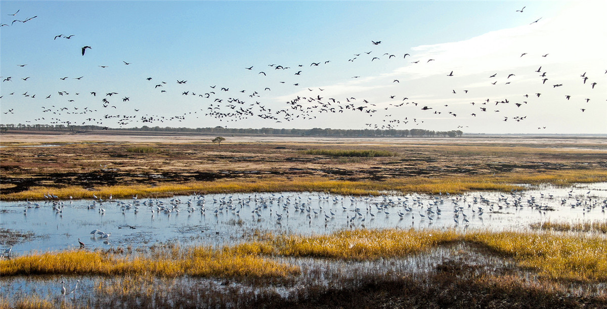 Recientemente, más de 1.500 grullas blancas han llegado a la reserva natural de Momoge en el pueblo de Zhenlai, provincia de Jilin, noreste de China. (Foto: chinadaily.com.cn/Zhao Lengbing)