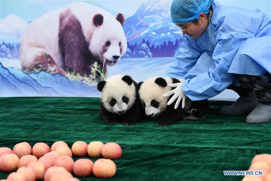 Tres cachorros de panda realizan su primera aparición pública en Xi'an