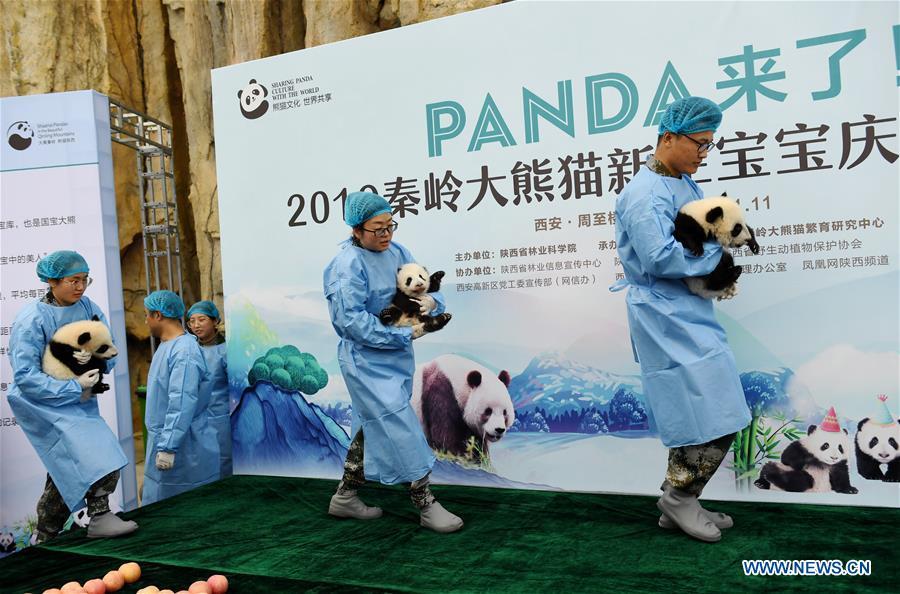 Tres cachorros de panda realizan su primera aparición pública en Xi'an