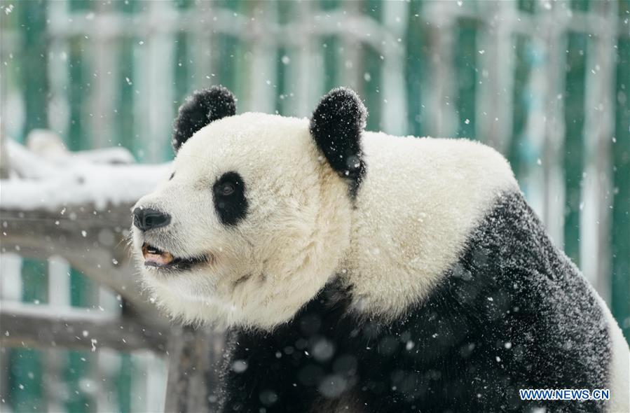 Un panda gigante disfruta de la nieve en Heilongjiang de China