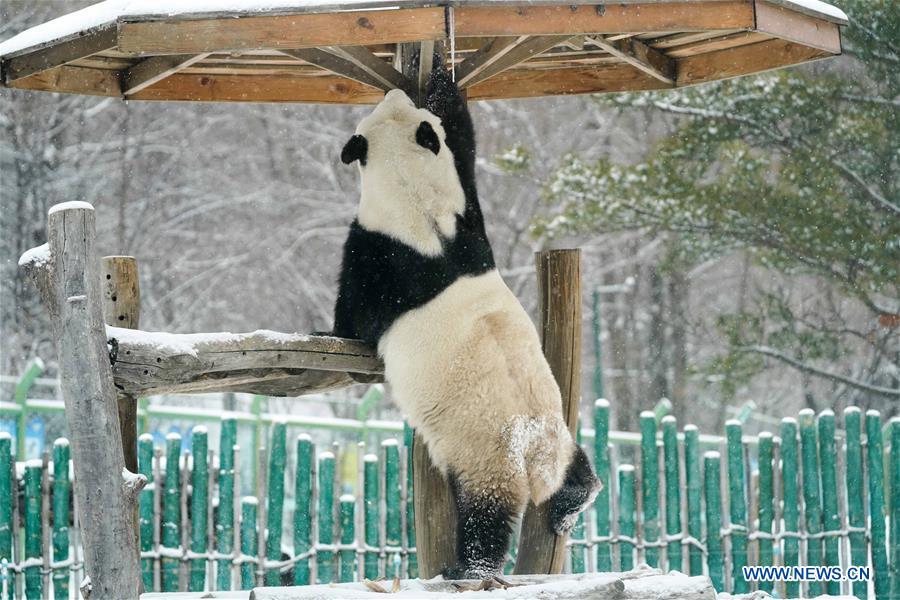 Un panda gigante disfruta de la nieve en Heilongjiang de China