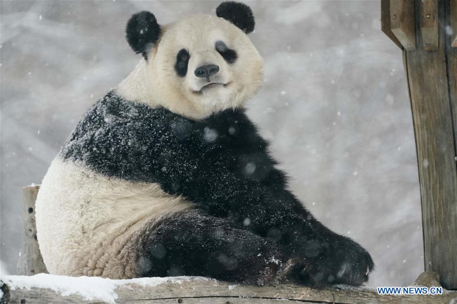 Un panda gigante disfruta de la nieve en Heilongjiang de China