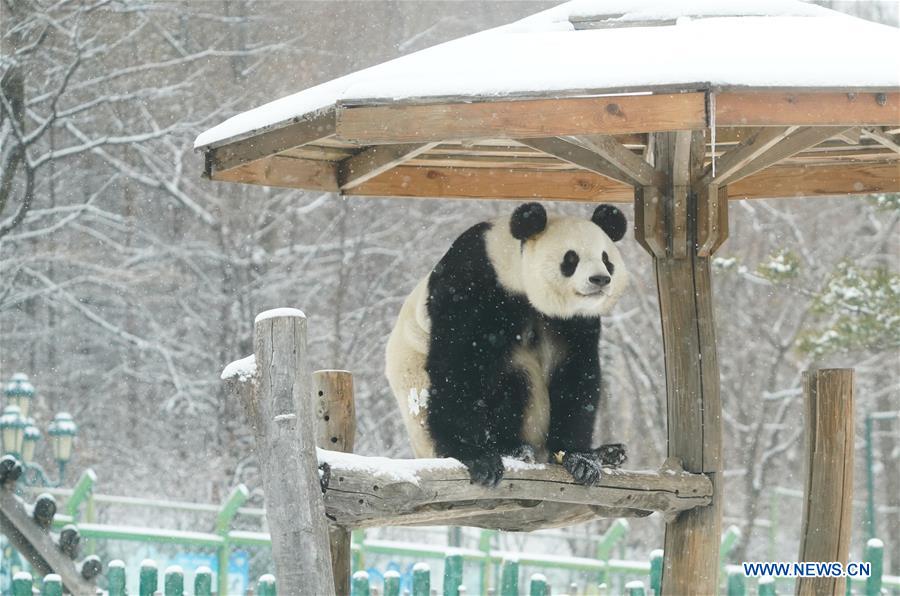 Un panda gigante disfruta de la nieve en Heilongjiang de China