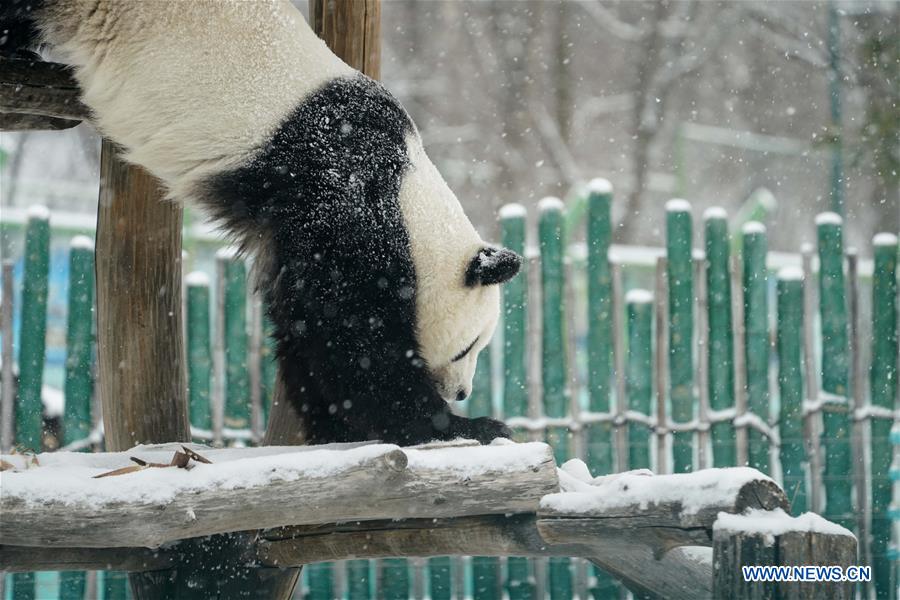 Un panda gigante disfruta de la nieve en Heilongjiang de China