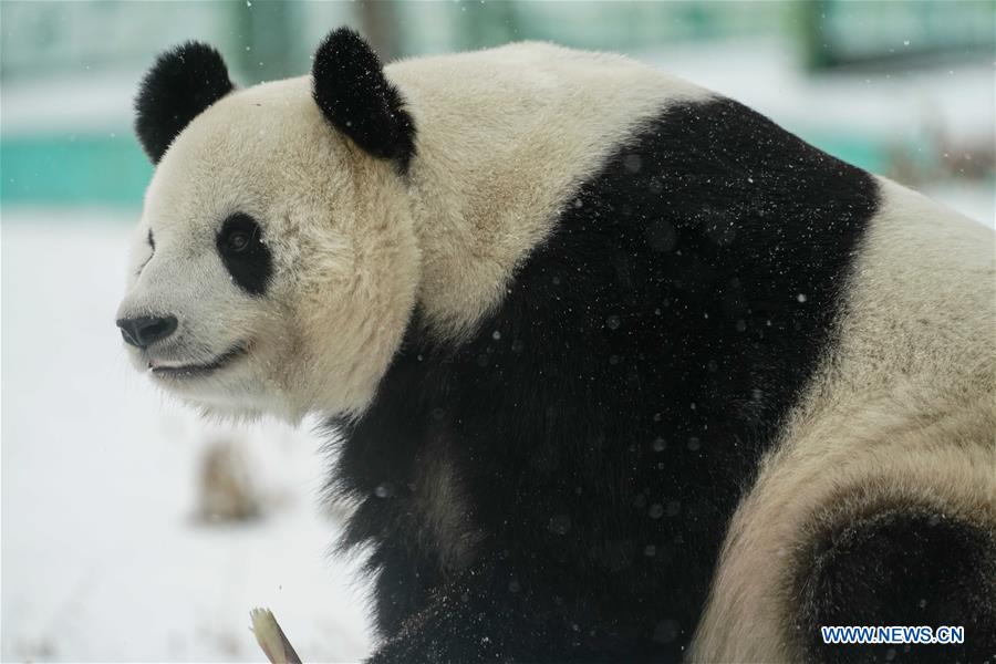 Un panda gigante disfruta de la nieve en Heilongjiang de China