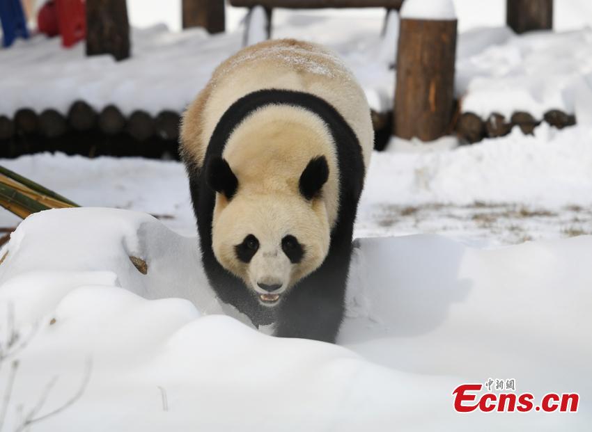 Mu Yun, un panda gigante chino, disfruta de los brotes de bambú en el Parque Zoológico del Tigre Siberiano, en Changchun, el 18 de noviembre del 2019. Mu Yun y Chu Xin, otro panda que vive en el mismo zoológico, proceden de la Base Dujiangyan del Centro de Conservación e Investigación para los Pandas Gigantes de China. (Foto: China News Service / Zhang Yao)