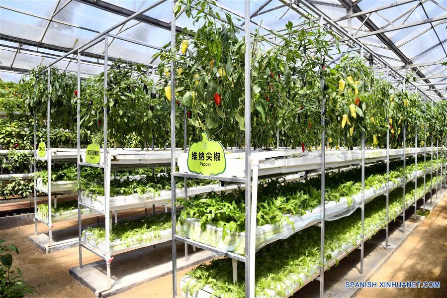 Cultivo hidropónico de vegetales en XXI Exposición Internacional de Ciencia y Tecnología Vegetal de China