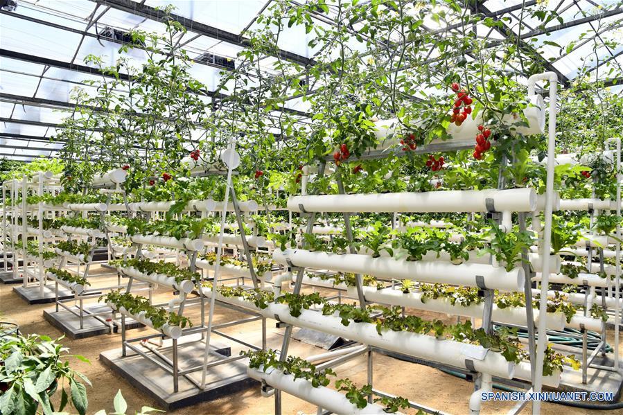 Cultivo hidropónico de vegetales en XXI Exposición Internacional de Ciencia y Tecnología Vegetal de China