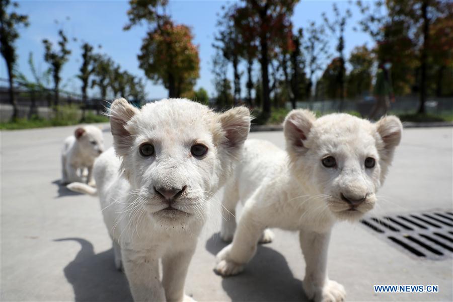 Cachorros trillizos de león blanco hacen debut en Parque Safari Forestal de Nantong