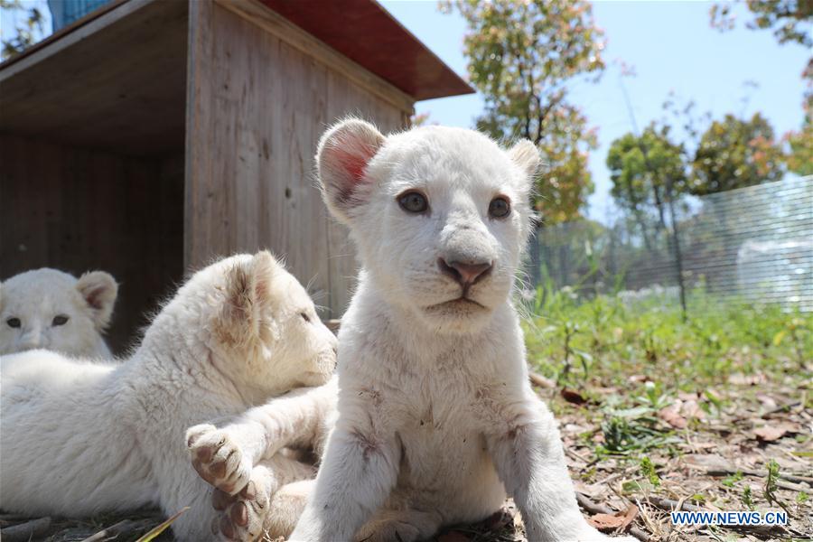 Cachorros trillizos de león blanco hacen debut en Parque Safari Forestal de Nantong