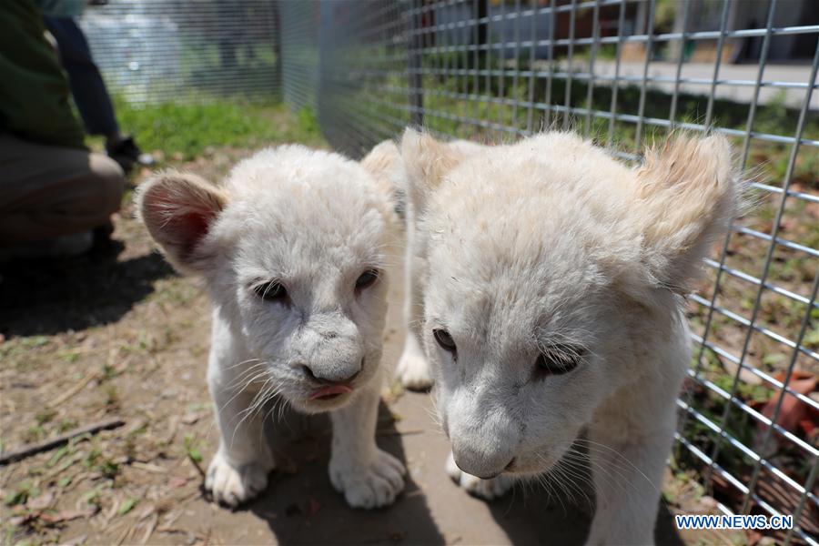 Cachorros trillizos de león blanco hacen debut en Parque Safari Forestal de Nantong