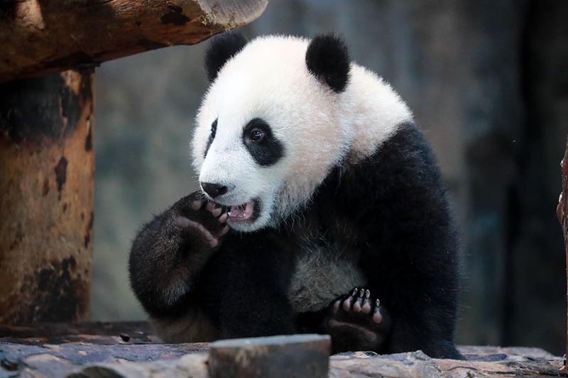 Un cachorro de panda gigante de seis meses de edad en el Parque de Animales Salvajes de Shanghai en la Nueva área de Pudong. [Foto proporcionada a China Daily]