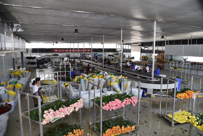 Los empleados trabajan en un taller de una base de plantación de rosas en el condado Luliang de Qujing, provincia de Yunnan, suroeste de China, el 28 de abril de 2020. [Foto / Xinhua]