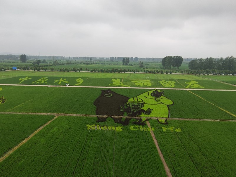 Imagen de una caricatura en un arrozal en la aldea Zhaolou de Liuzhuang, provincia de Henan, como parte de un esfuerzo por atraer a los turistas e impulsar las ventas de arroz. [Foto proporcionada a chinadaily.com.cn]