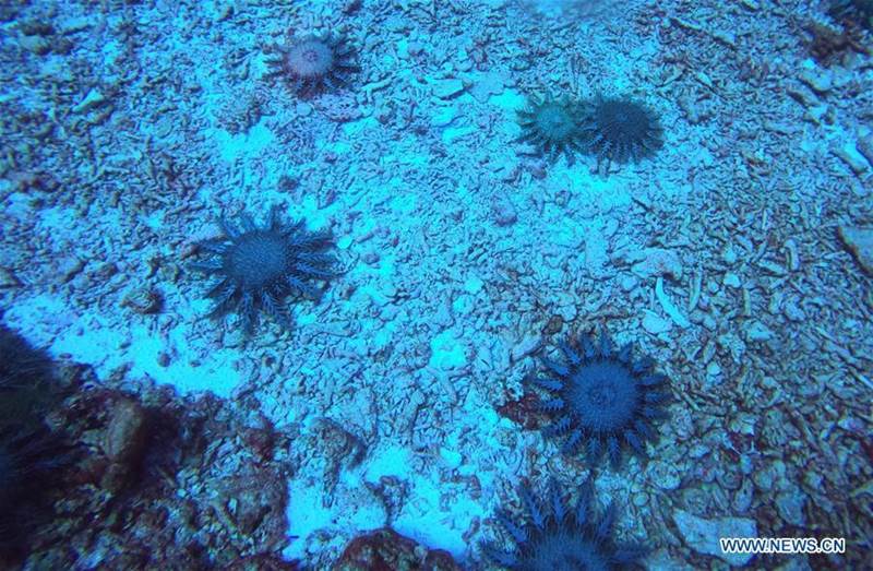 Foto del 27 de junio de 2020 muestra estrellas de mar en su hábitat natural. Científicos chinos dijeron el jueves que han completado una expedición científica integral cerca de las islas Zhongsha en el Mar Meridional de China. (Instituto de Oceanología del Mar Meridional de China de la Academia de Ciencias de China / Xinhua)