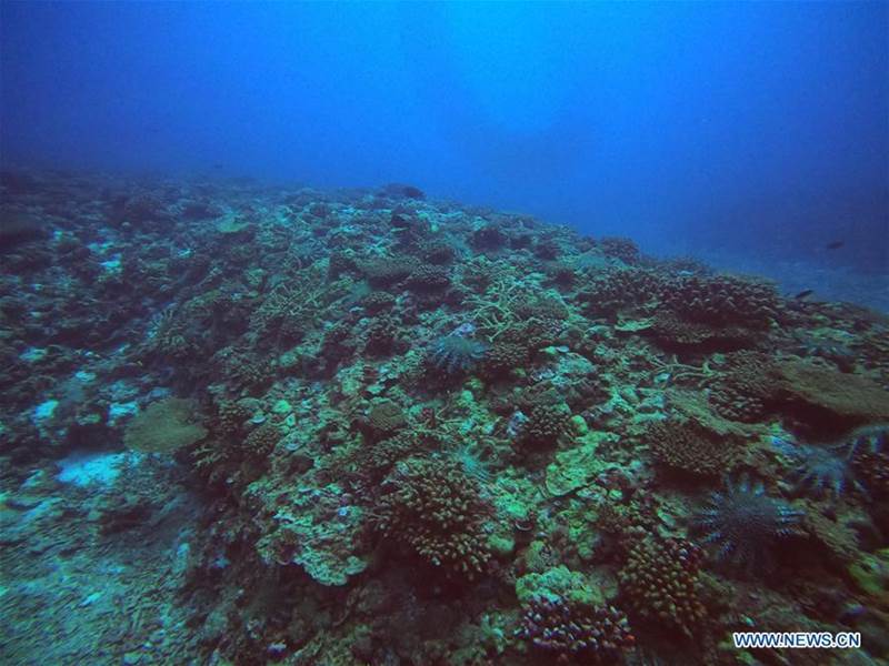 Foto del 27 de junio de 2020 muestra estrellas de mar en su hábitat natural. Científicos chinos dijeron el jueves que han completado una expedición científica integral cerca de las islas Zhongsha en el Mar Meridional de China. (Instituto de Oceanología del Mar Meridional de China de la Academia de Ciencias de China / Xinhua)