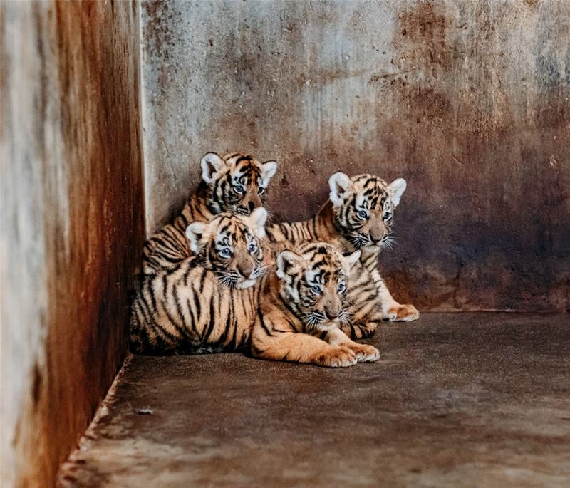 Los cuatrillizos de Lulu, tigresa de la especie del sur de China, que dio a luz el 4 de julio. [Foto: proporcionada a Chinadaily]