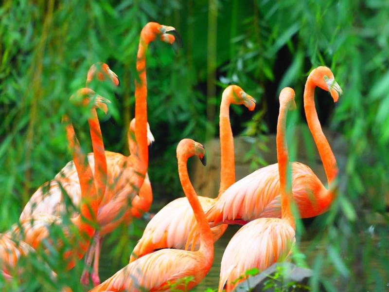 Personal del Zoológico de Wuhan revisa los flamencos y les proporciona vacunas. [Foto: proporcionada a China Daily]