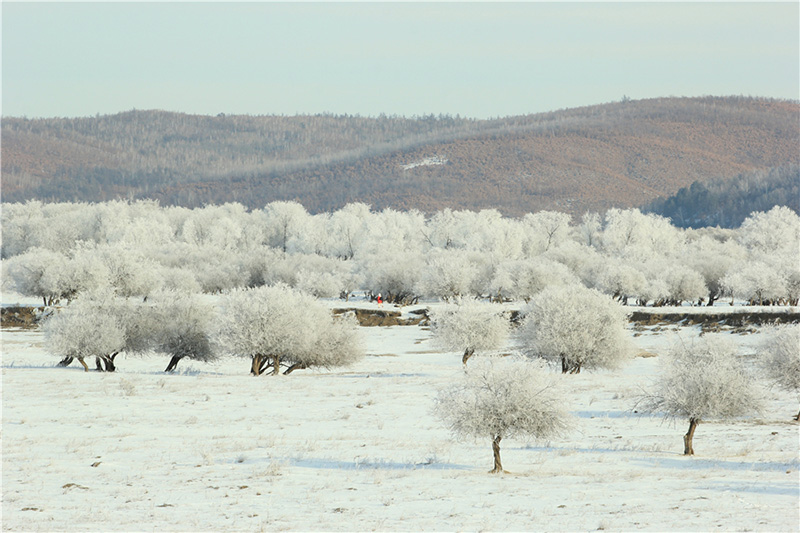 El hielo escarchado en los árboles crea un paisaje natural inusual, convirtiendo el condado Huma de la región de Daxinganling, provincia de Heilongjiang, en un paisaje de ensue?o. [Foto de Shi Yuhai / para chinadaily.com.cn]