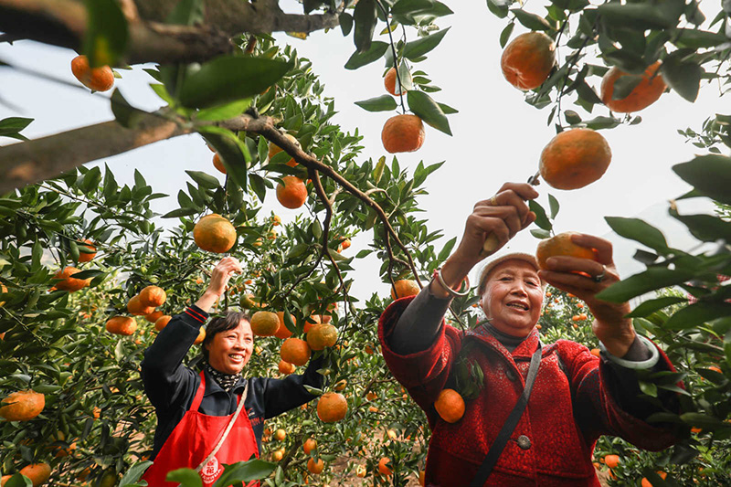 El 18 de noviembre, los aldeanos cosecharon naranjas en Dahe, municipio de Datun en el distrito Qixingguan, ciudad de Bijie, provincia de Guizhou. En los últimos a?os, la calidad de las naranjas en Dahe ha mejorado gradualmente, con un aumento significativo de la producción, lo que ha ayudado de manera efectiva a la población local a aliviar la pobreza y aumentar los ingresos. Chen Xi / Pueblo en Línea