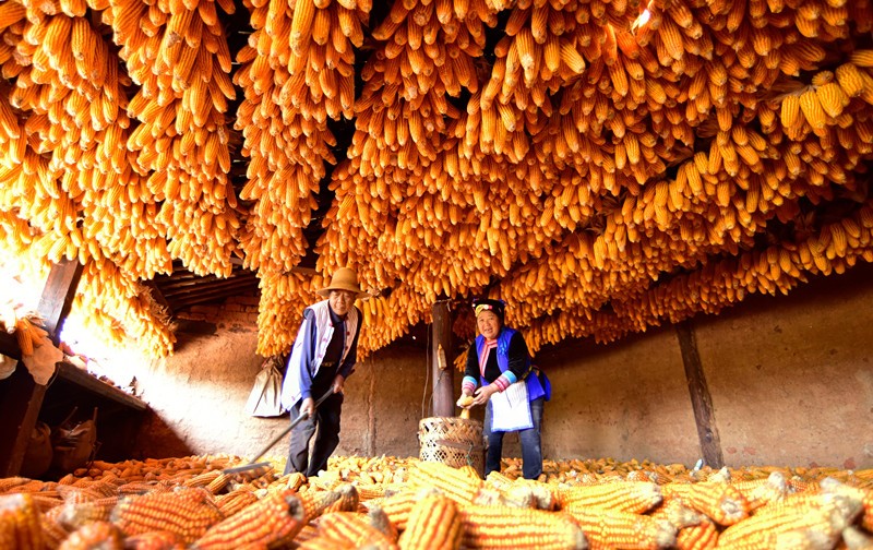 Los agricultores de las prefecturas autónomas de Honghe Hani y Yi, en la provincia de Yunnan, procesan el maíz cosechado, 6 de diciembre del 2020. (Foto: Pu Jiayong/ Pueblo en Línea)