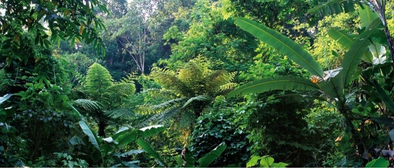 La vegetación densa en la Reserva Natural Provincial de Tongbiguan, Yunnan. (Foto proporcionada por la Administración de Bosques y Pastizales de Yunnan)