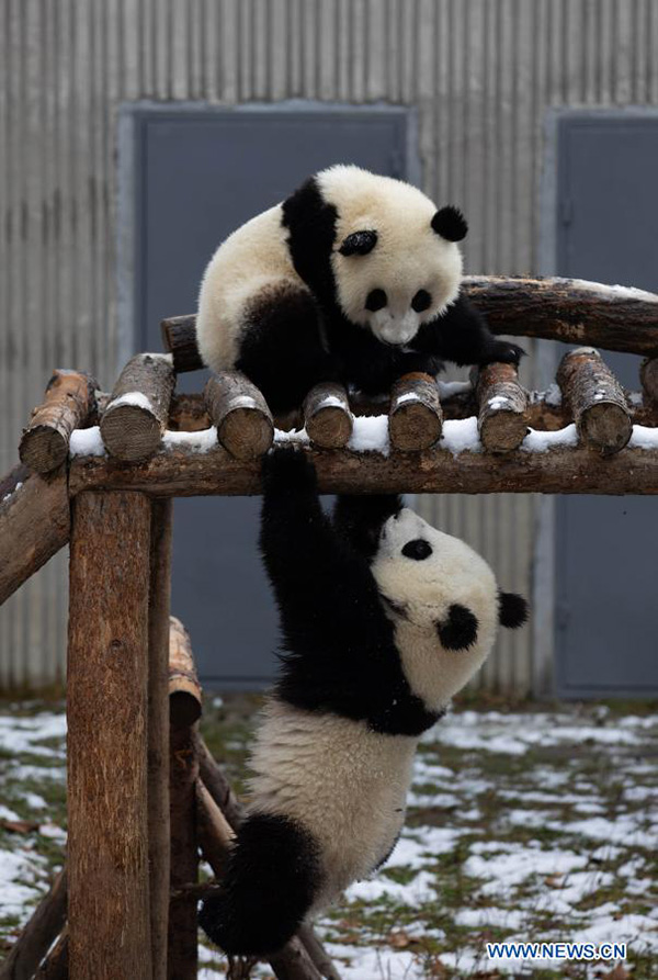 Pandas gigantes juegan después una nevada en la Reserva Natural Nacional de Wolong